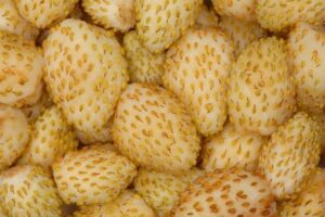 Yellow alpine strawberry Fragaria vesca "Yellow vesca"