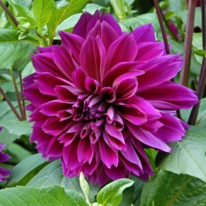 Dahlia hybrid "Thomas A.Edison"