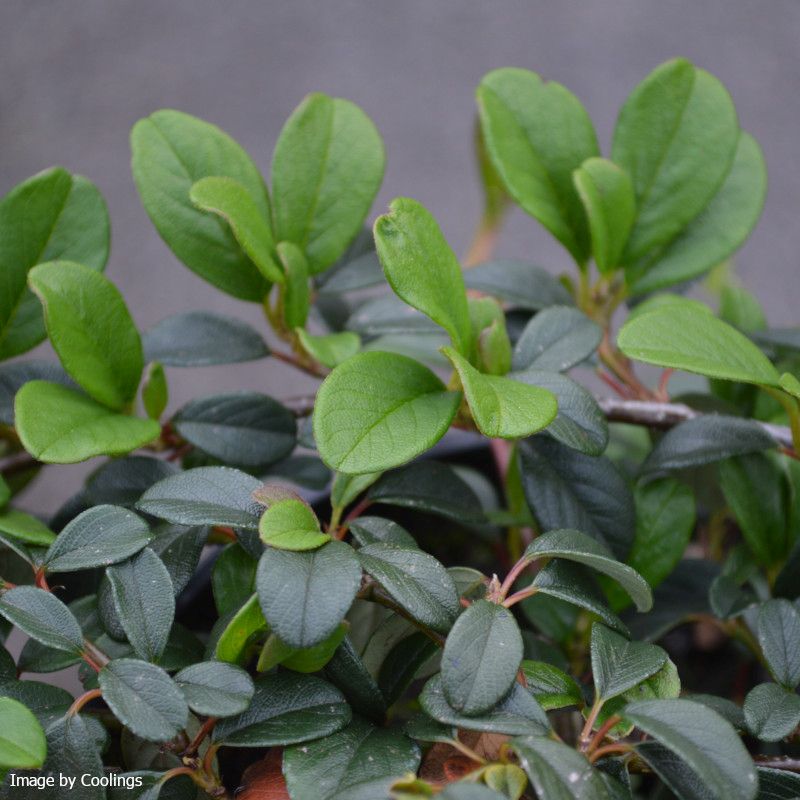 Cotoneaster dammeri