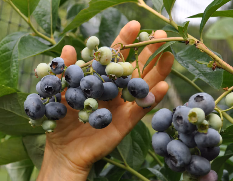 Vaccinium corymbosum "Liberty"