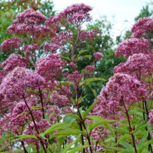 Eupatorium maculatum "Gateway"