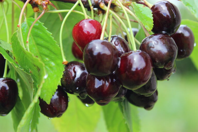 Prunus cerasus "Pamjati Jenikejeva"