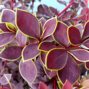 Berberis thunbergii "Coronita"