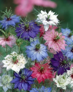 Turgi mustköömen "LOVE-IN-A-MIST MIX" Žalia stotele 1 g