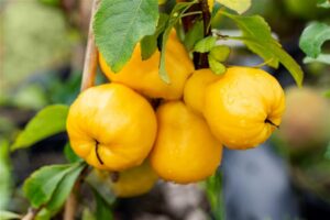 Japanese quince "Cido" (Chaenomeles japonica)