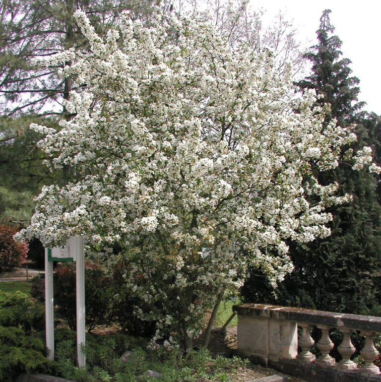 Malus "Evereste"