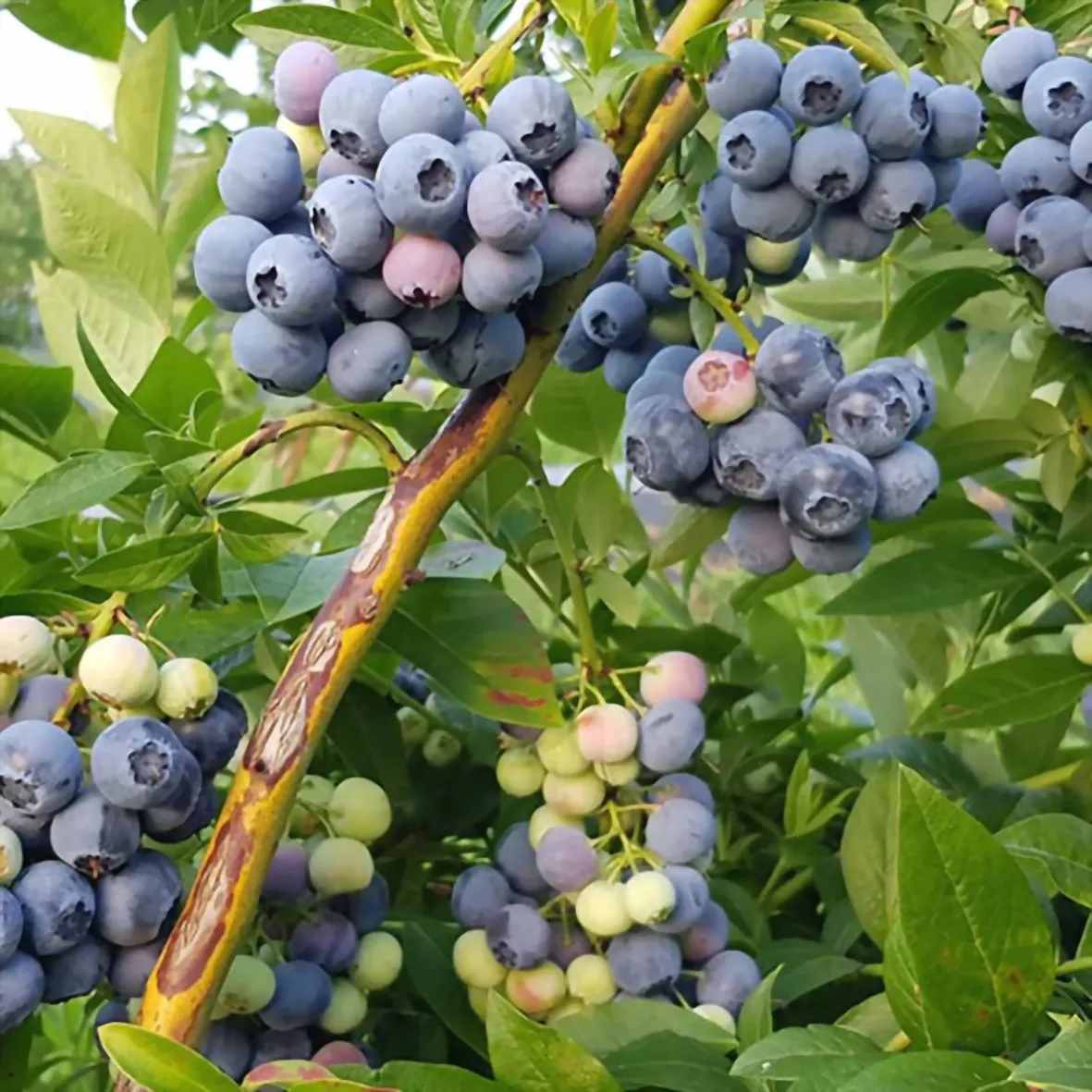 Vaccinium corymbosum "Denis Blue"