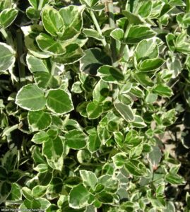 Wintercreeper Euonymus fortunei "Emerald Gaiety"