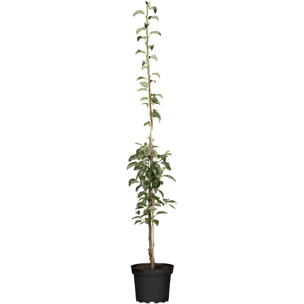 Pyrus communis "Saphira" pylväspäärynä