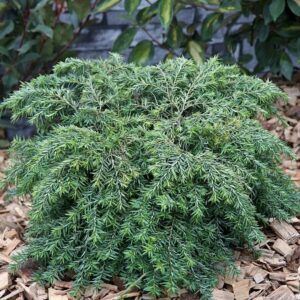 Tsuga canadensis "Nana"