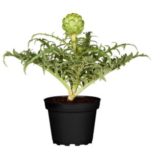 Cynara "Vert de Provence" P9