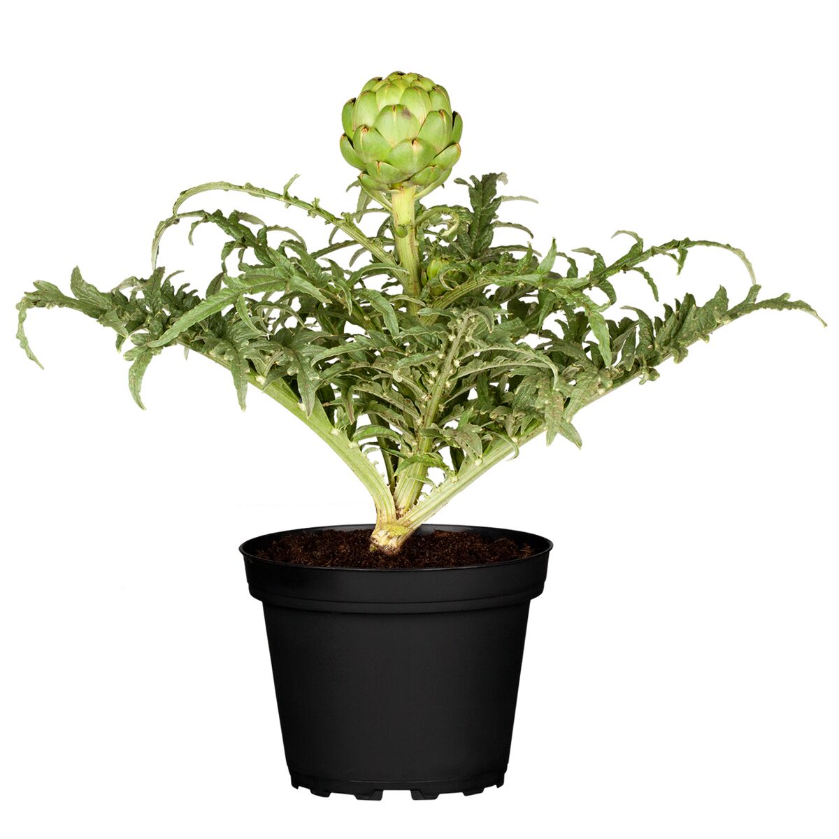 Globe artichoke (Cynara scolymus) "Vert de Provence", 9 cm pot