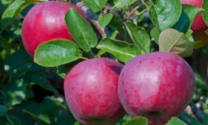 Malus domestica "Lobo"