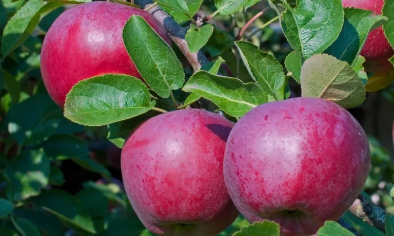 Malus domestica "Lobo"