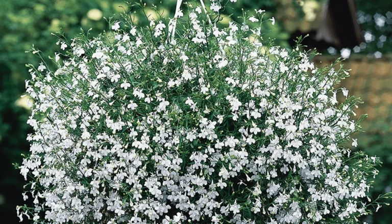 Lobelija "White Cascade" Žalia stotele 0,1 g