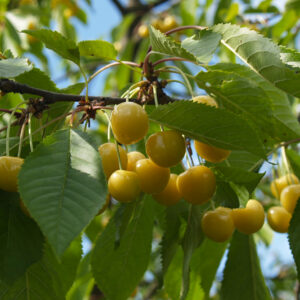 Prunus avium "Drogani kollane" (2)