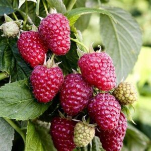Rubus idaeus "Božestvennaja"