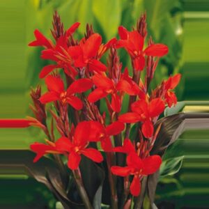 Canna "Red"