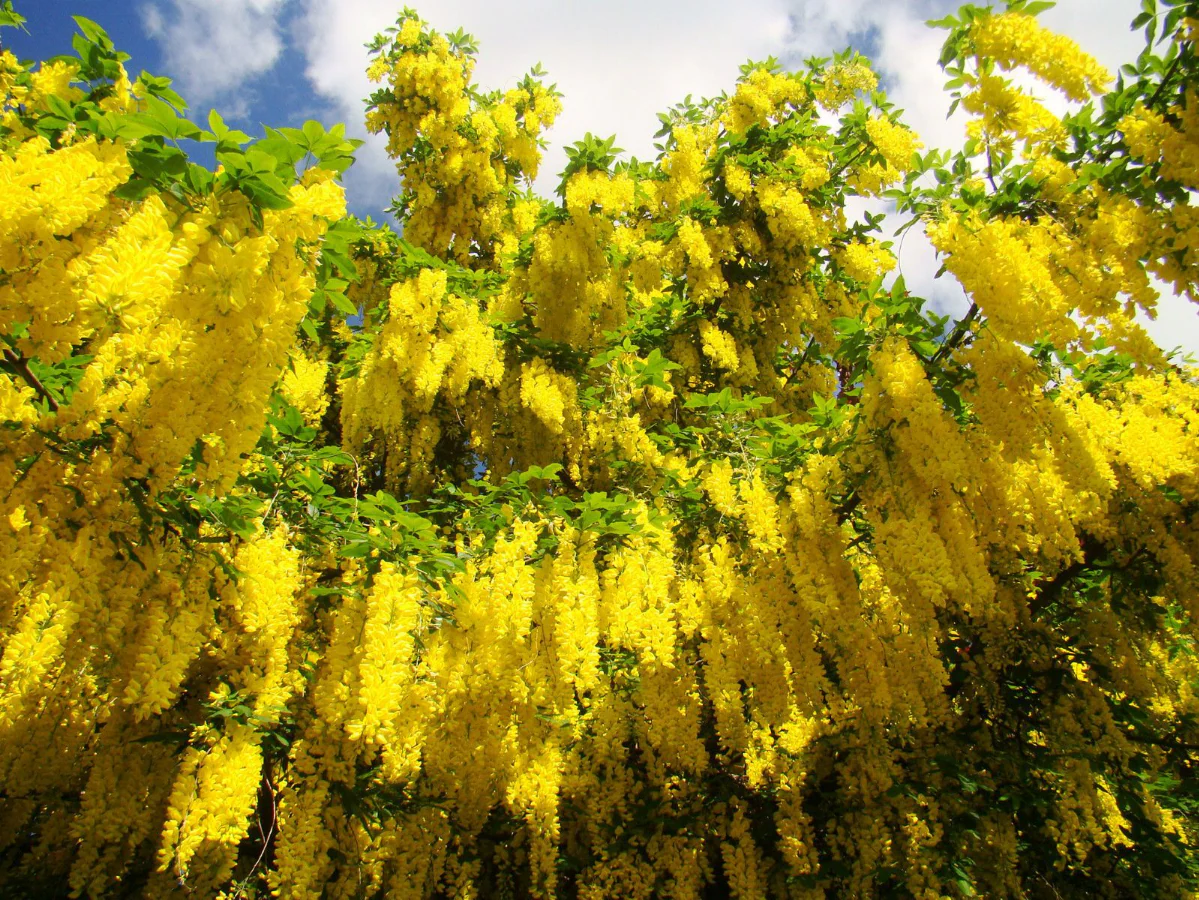 Laburnum anagyroides (Paprastasis pupmedis)