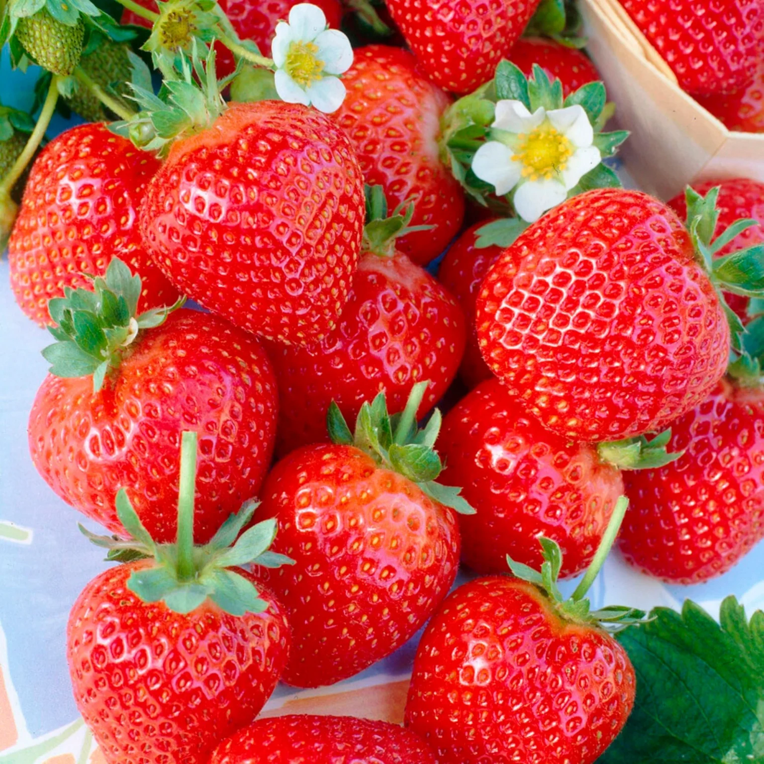 Клубника садовая (Fragaria ananassa)