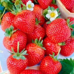 Fragaria ananassa