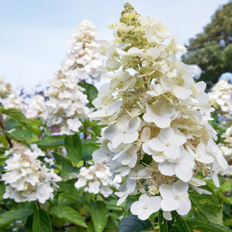 Hydrangea quercifolia "Pee Wee"