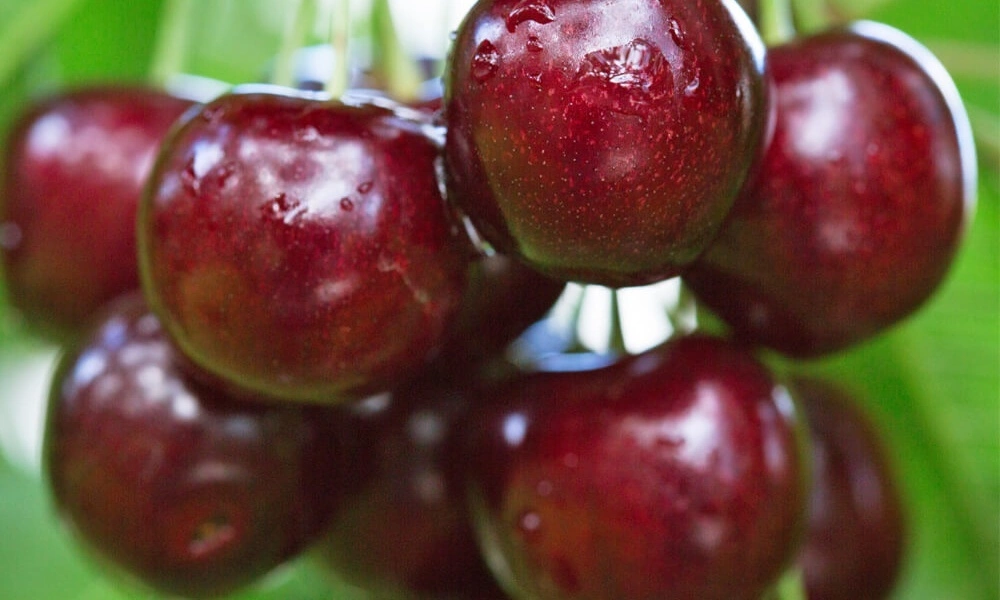 Prunus avium "Krupnoplodnaja"