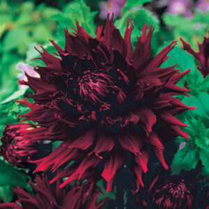 Dahlia "Kenora Macop-B" 1L pott