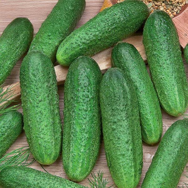 Luomukurkku "Profi H" KURZEMES SĒKLAS 0,2 g
