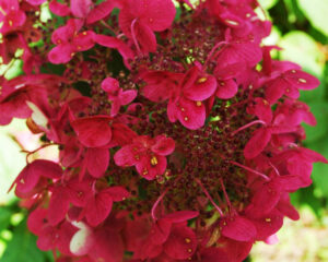 Hydrangea paniculata "Prim Red"