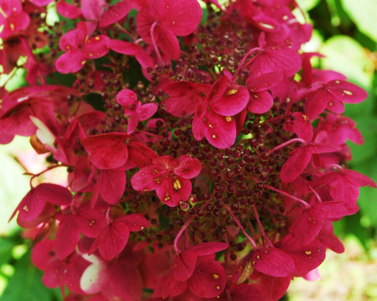 Hydrangea paniculata "Prim Red"