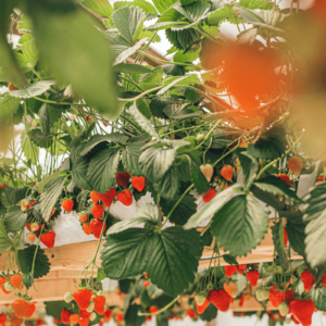 Fragaria ananassa "Sonsation"