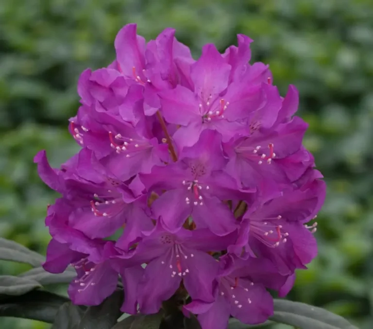Rhododendron "Royal Lilac" pott 15l