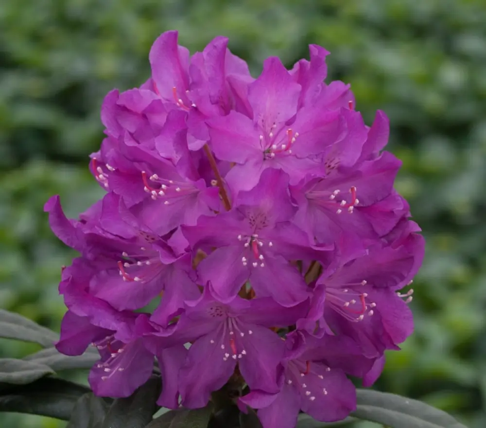 Rhododendron "Royal Lilac" pott 15l