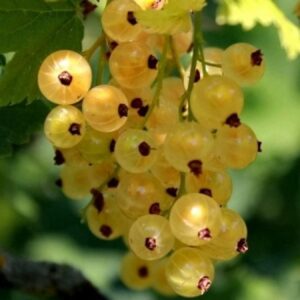 Ribes rubrum "White Juterbog" tüvel (1)