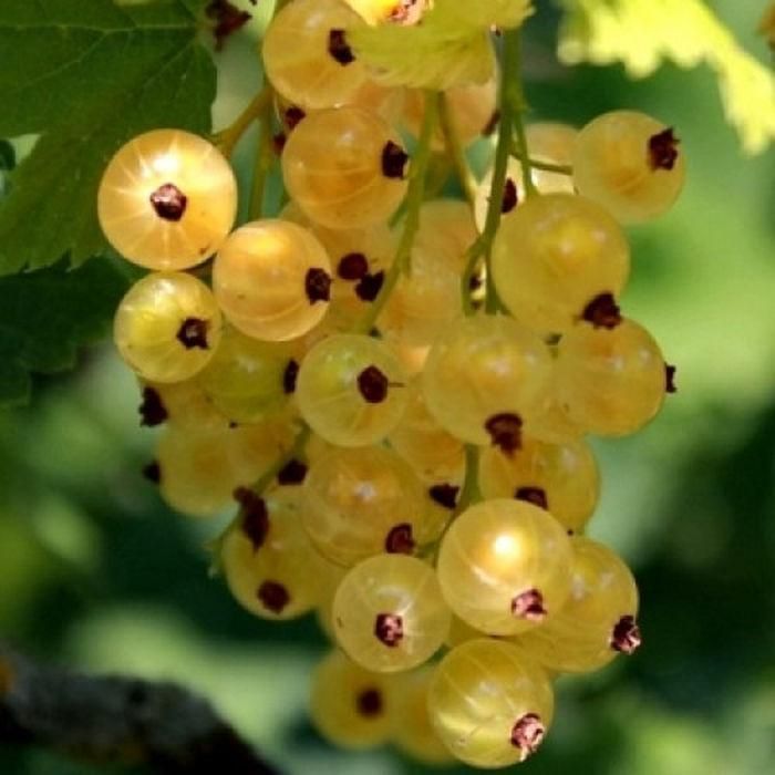 Ribes rubrum "White Juterbog" tüvel