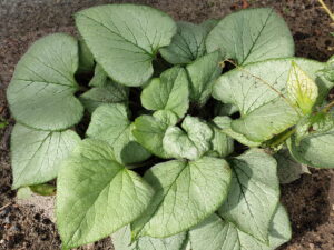 Siberian bugloss "Looking Glass", 12 cm pot