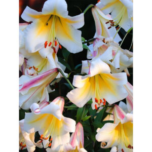 Lilium "Miss Peculiar" P9 pott
