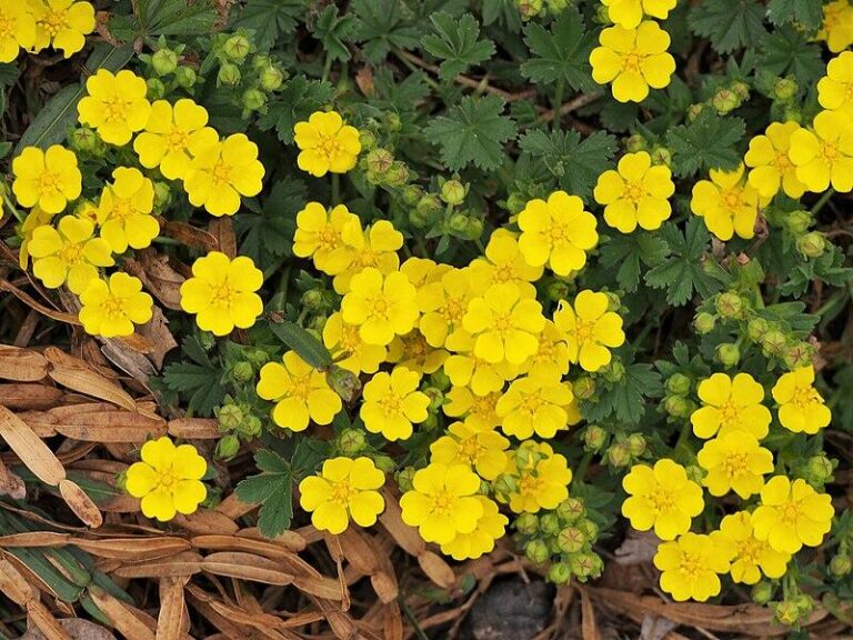 Potentilla neumanniana