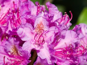 Рододендрон "Pink Purple Dream"