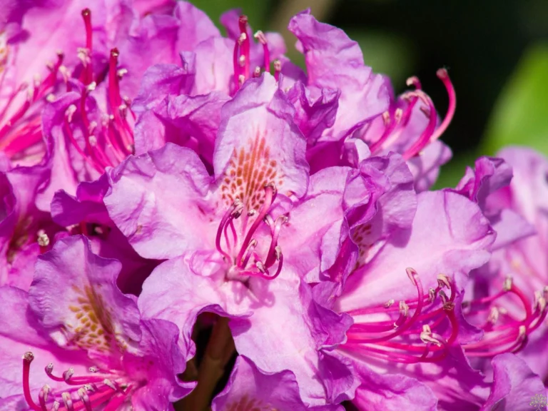 Rhododendron "Pink Purple Dream"