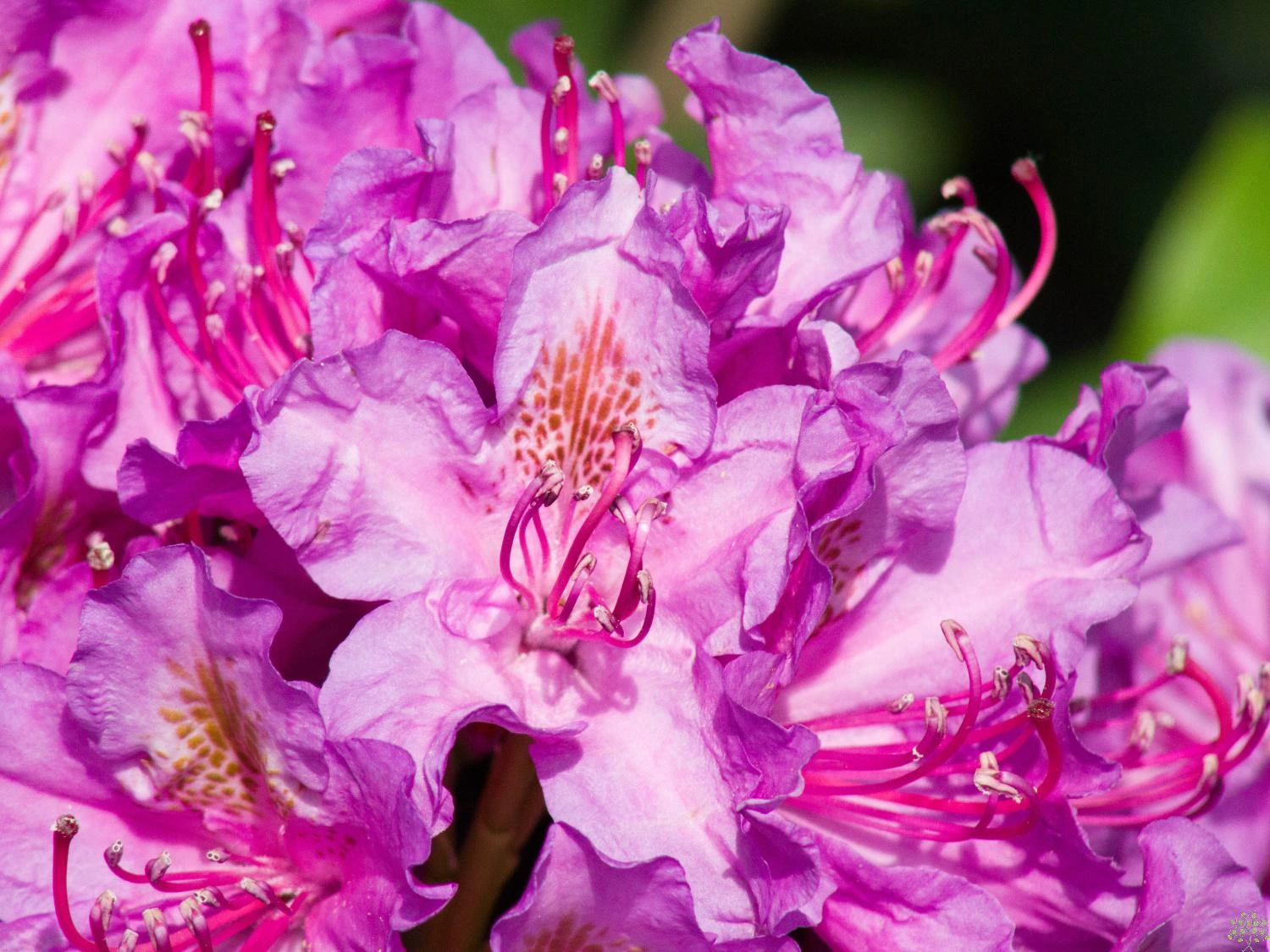 Rhododendron "Pink Purple Dream"