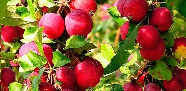 Malus domestica "Punane Suhkruõun, Ranetka Krasnaya"
