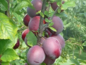 Prunus cerasifera "Kolonovidnaja" (Ploomipuu)