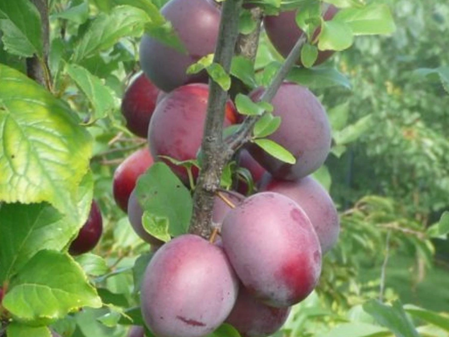 Prunus cerasifera "Kolonovidnaja" (Ploomipuu)