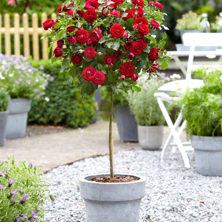 Rosa ant kamieno, įvairios veislės
