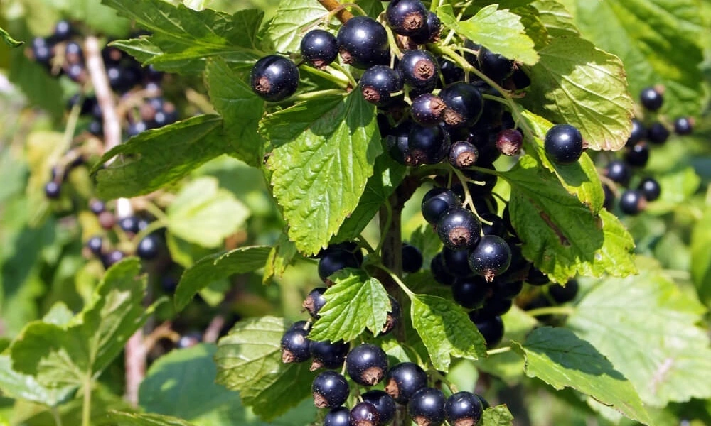Ribes nigrum "Selečenskaja"