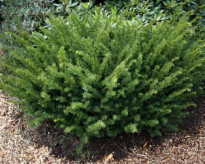 Taxus media "Farmen"