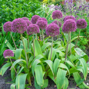 Lauk (Allium) "Ostara"