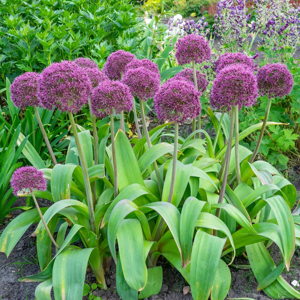 Lauk (Allium) "Ostara"